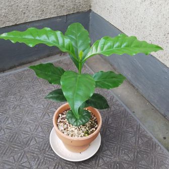 むにゃ