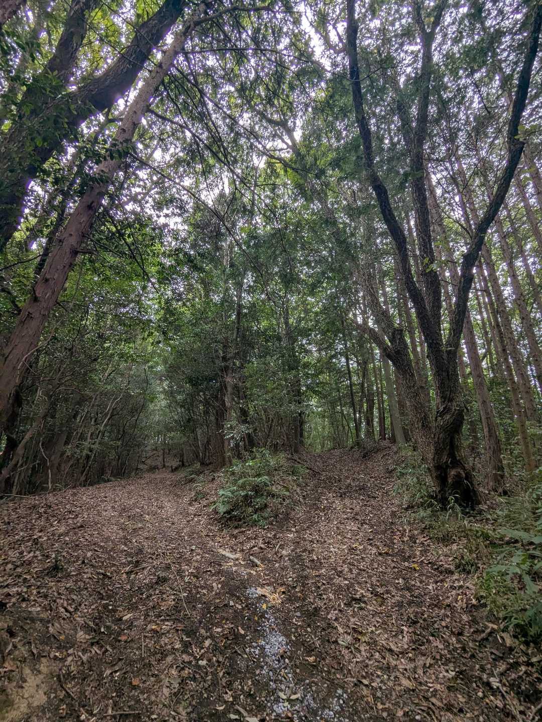山頂は右に