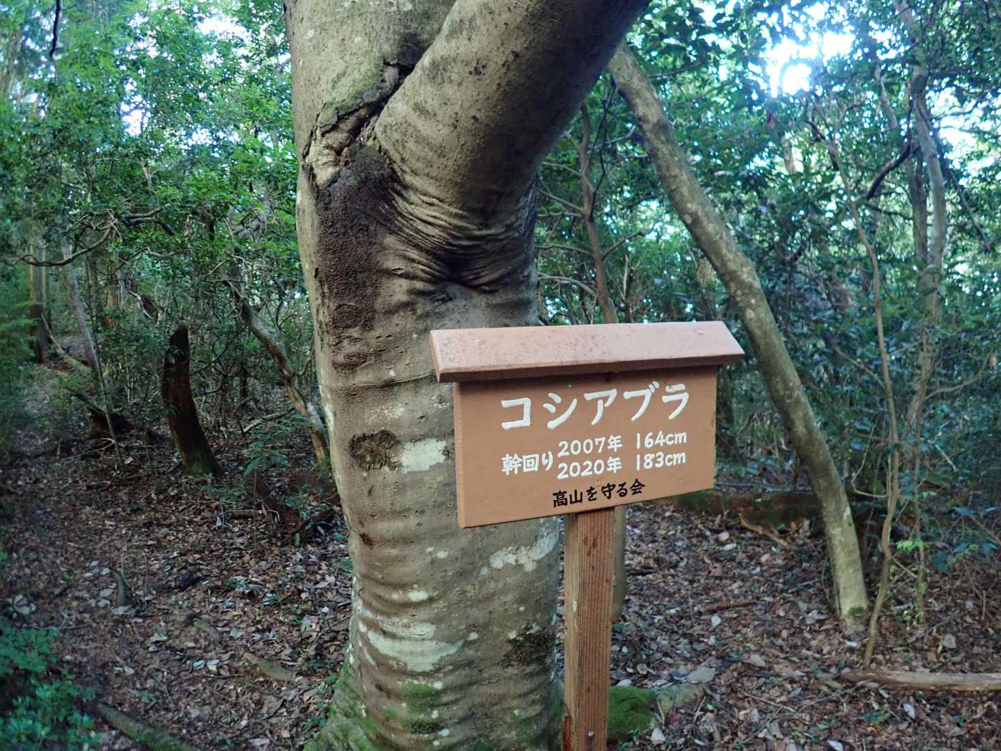 コシアブラって山菜のイメージ
こんなに大きくなるんですね