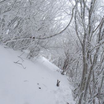 最後は霧氷トンネルくぐって