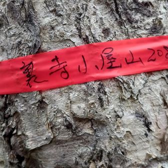何の変哲もない裏寺子屋山のピーク