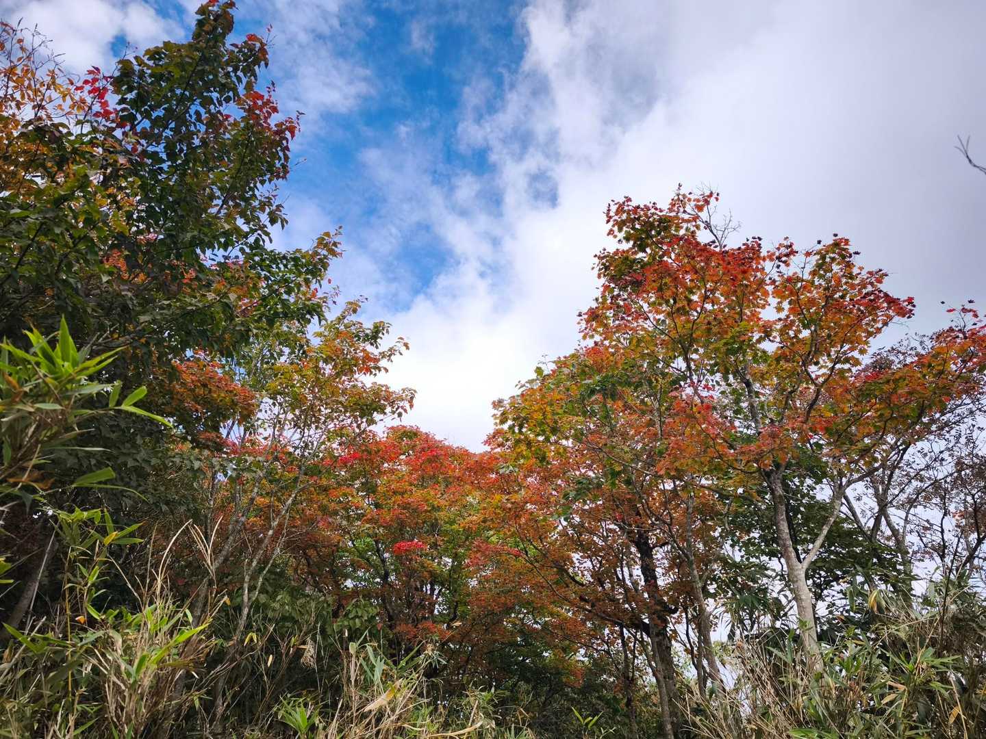 紅葉