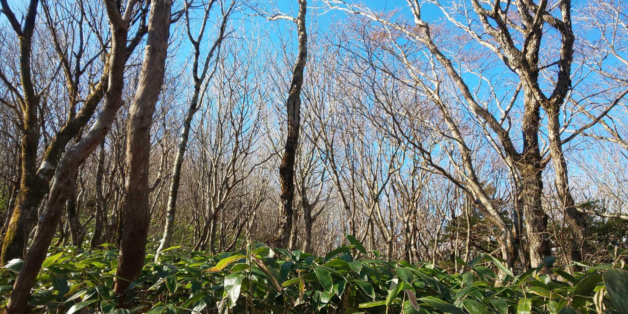ひろしま県民の森登山口-出雲峠-比婆山-越原越 周回コースの写真