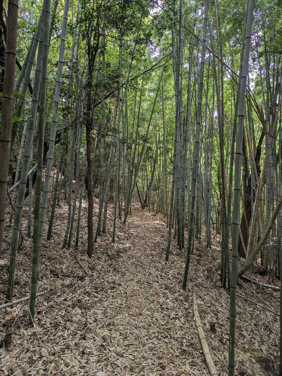 竹林が続きます(*^-^*)