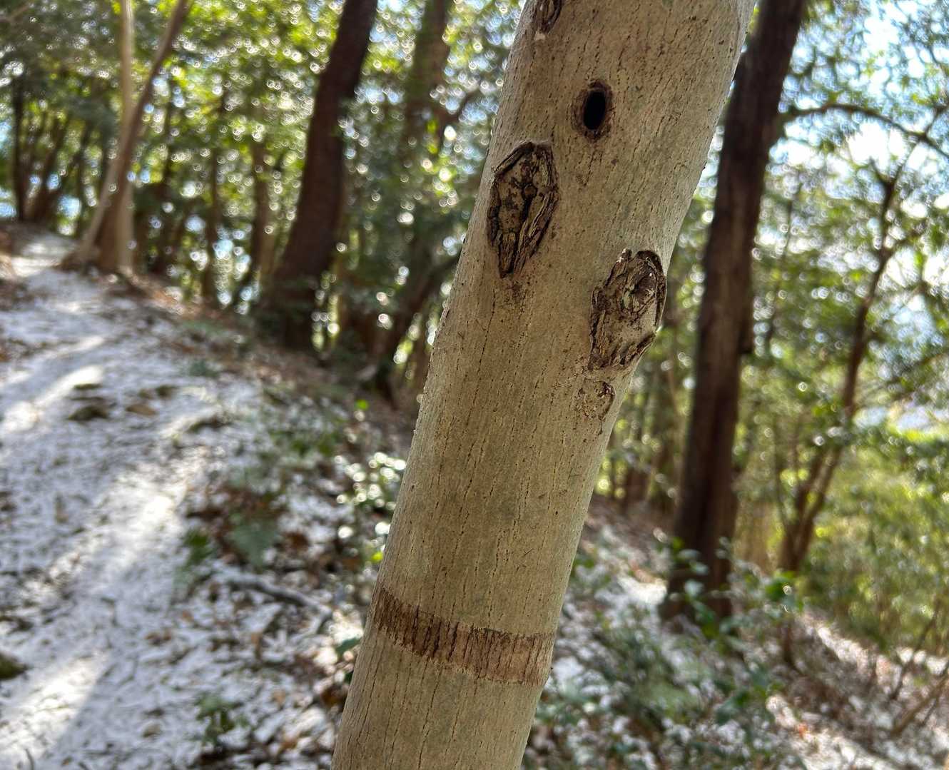 オデコに穴が(｡･ω･｡)