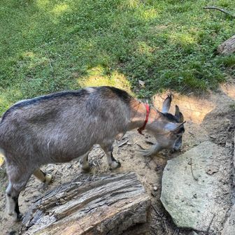 途中、ヤギがいます🐐
本日はご機嫌斜めのようで😅