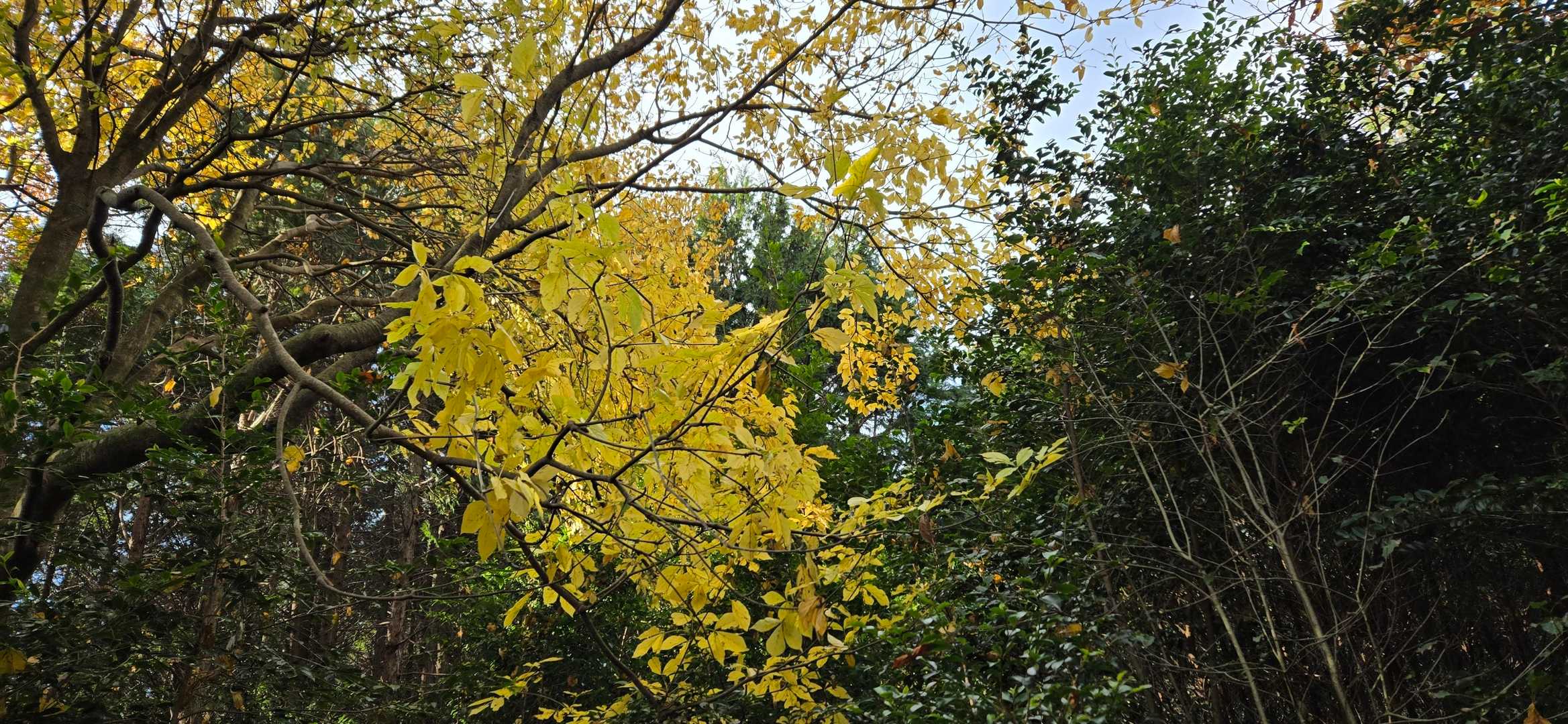 鳥川アルプス 周回コースの写真