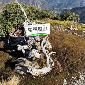上福根山から前福根山までは石楠花だらけでわかりにくい稜線道だった。
