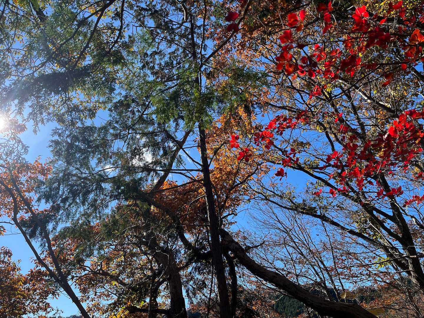 久しぶりの古賀志山⛰️ 天気も良く☀️紅葉🍁もまだまだ楽しめました🎶　
やっぱり古賀志山はいいね〜
おつかれさんでした✨