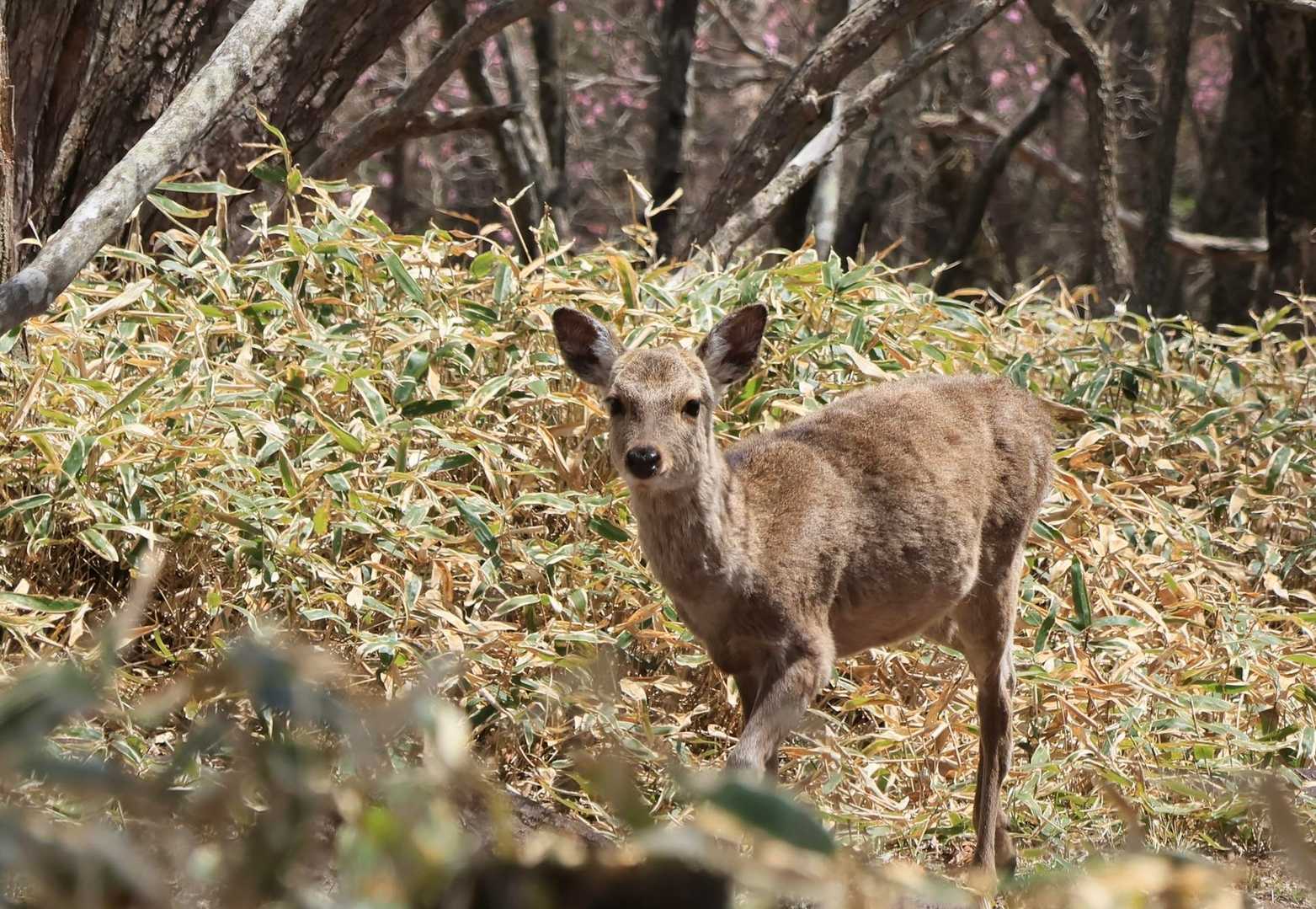 🌸アカヤシオを眺めてたら突如🦌子鹿が現れたよ🎶　😄