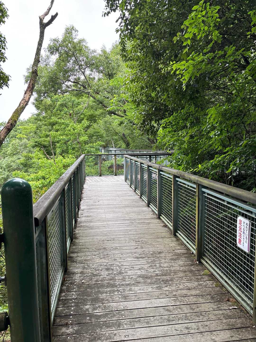 空中遊歩道　ちとわくわくしますね