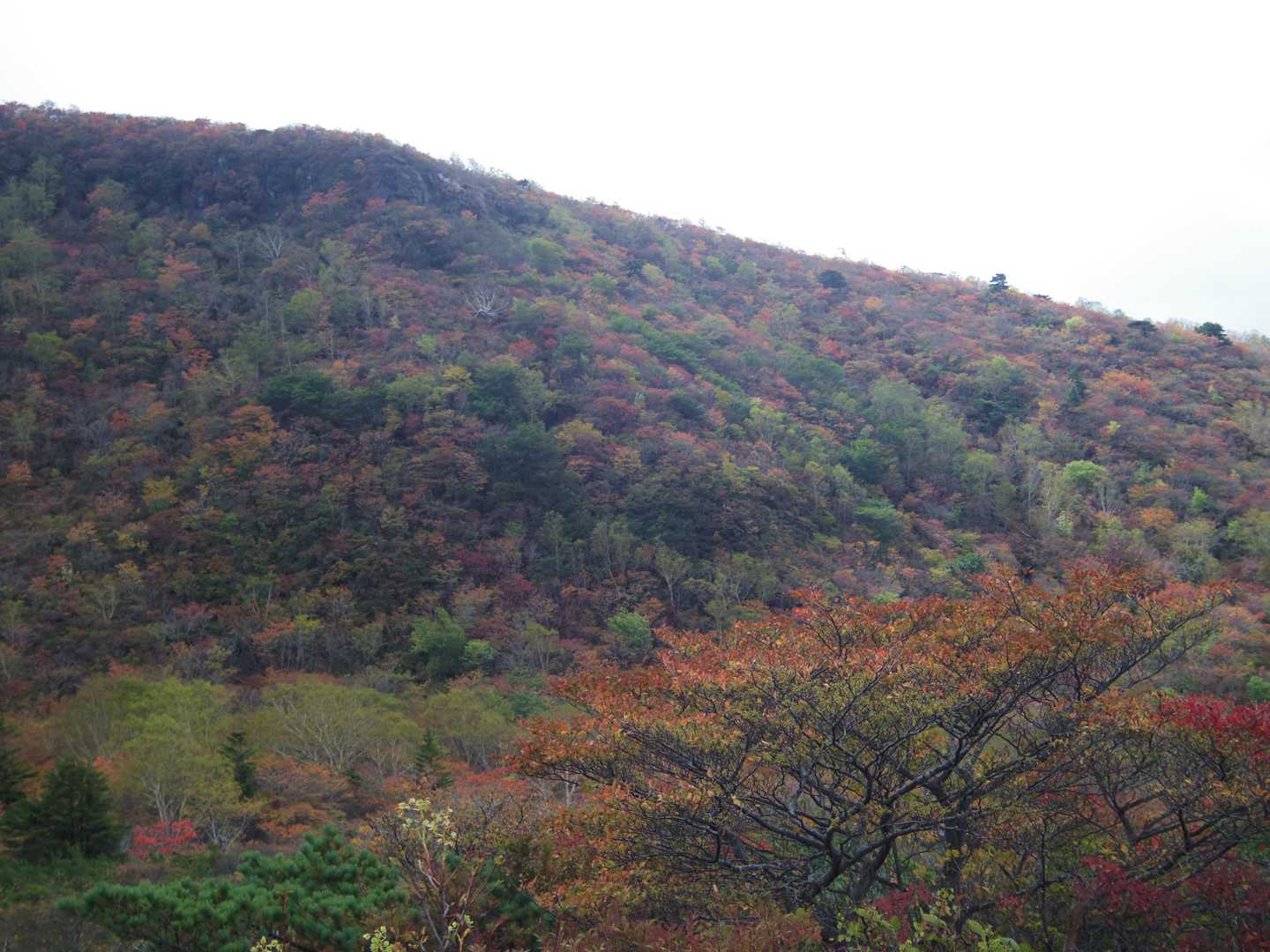姥ヶ平から見る山腹も綺麗な紅葉🍁