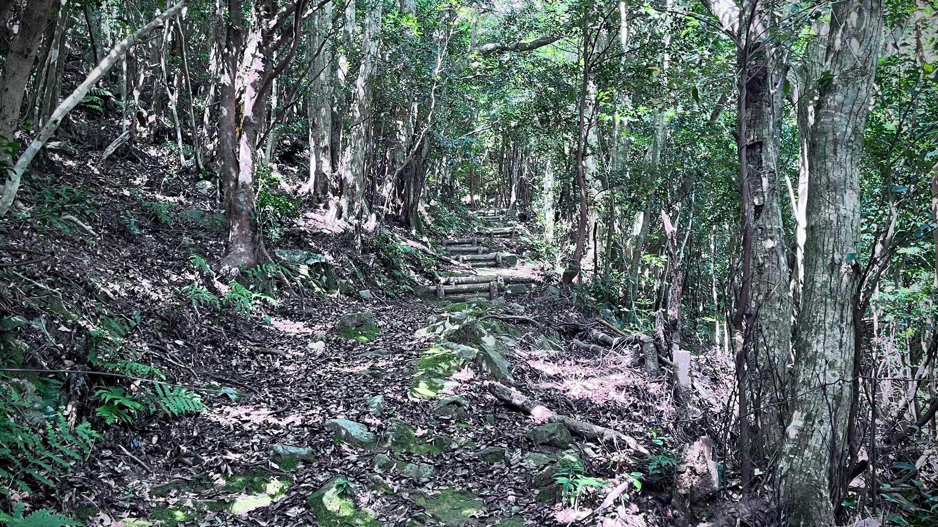登山道は歩きやすいです
トンガリ山ですので 後半戦は急登になります💦