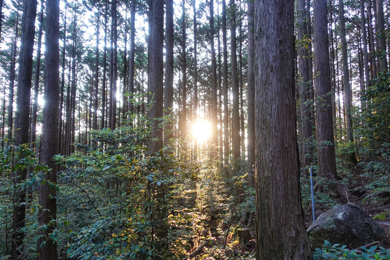 下山にかかっています。最初は周回しようと思っていましたが、ピストンに変更。