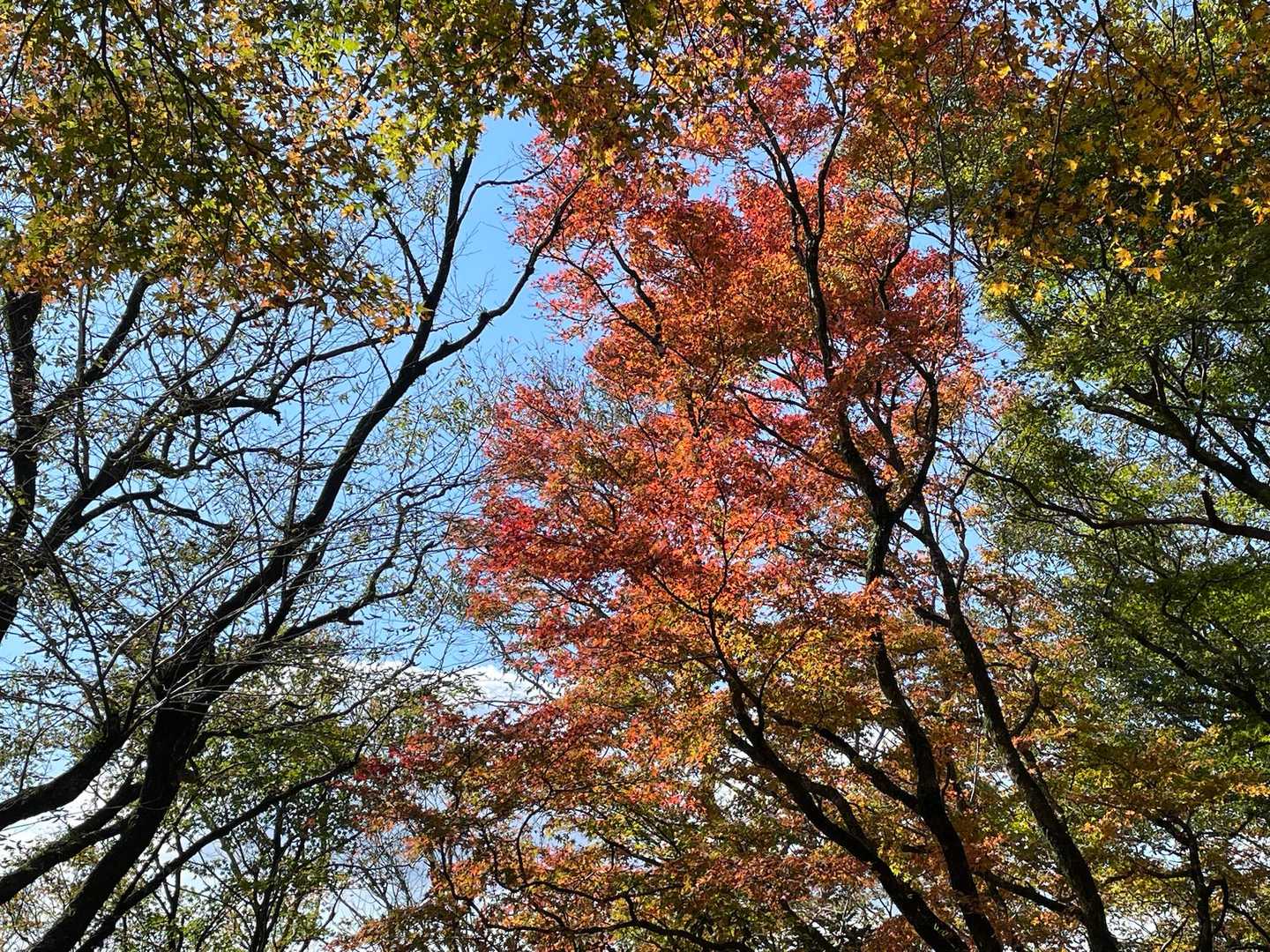 ここの紅葉🍁が今日1番きれいだったと思う
登り時と降り時に大分からのハイカーさんとお話しもできて、ソロだけど楽しい山歩きでした😊