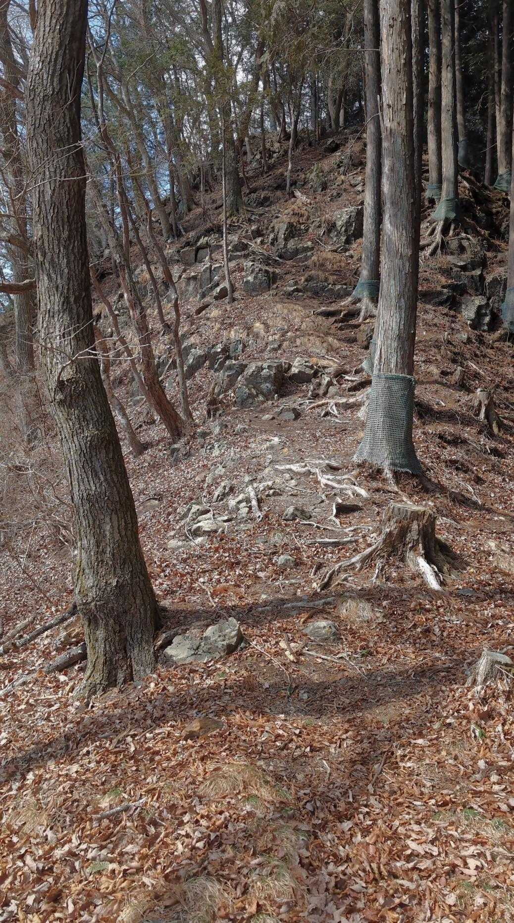 羽賀場山 往復コースの写真