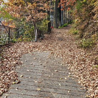 ここで樹林帯は終わり