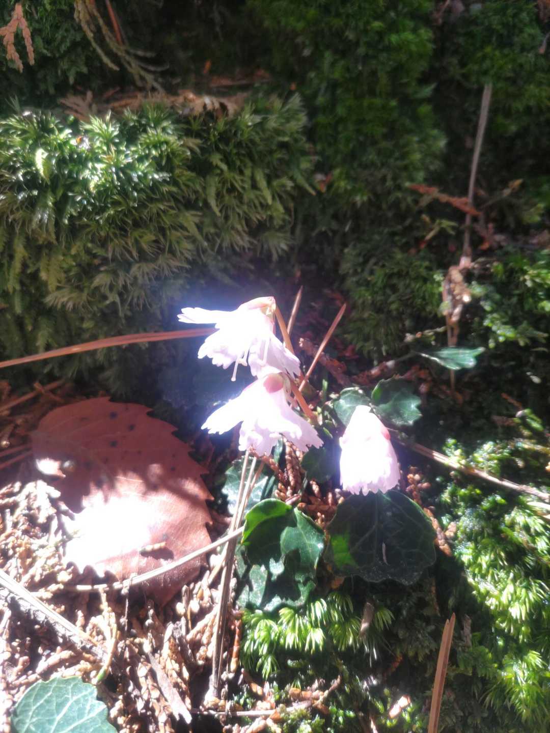 イワウチワ