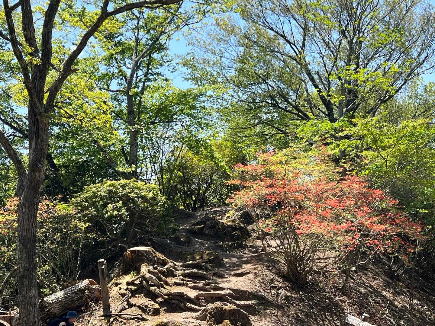 山頂付近はツツジ🌺