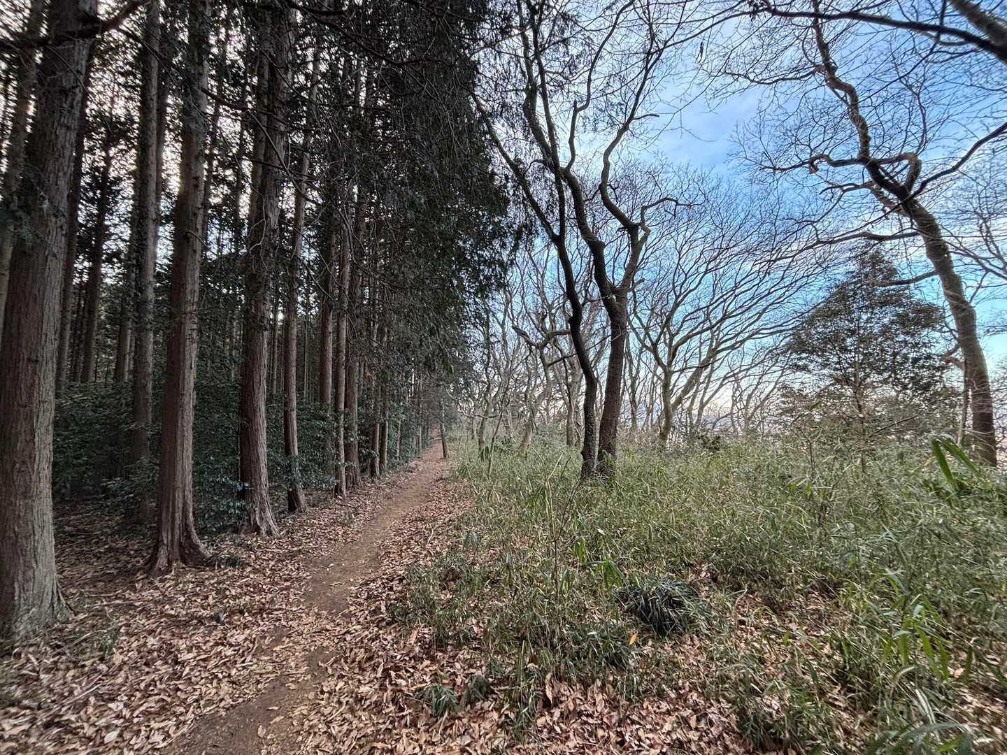 左は常緑針葉樹、右は落葉広葉樹の道。