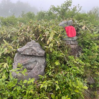 下山してきた方に「お地蔵さんの後ろにハクサンチドリが咲いているよ」と教えていただきました。