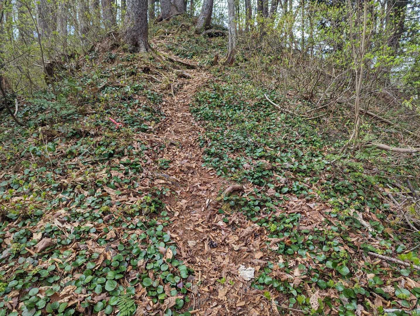 標高800m辺りからイワウチワ(トクワカソウ)ロード出現🌿🌿🌿
800〜900m辺の花期は終了😔