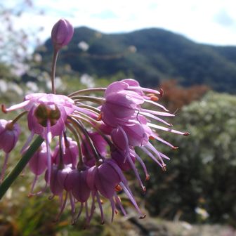 スモールベアー