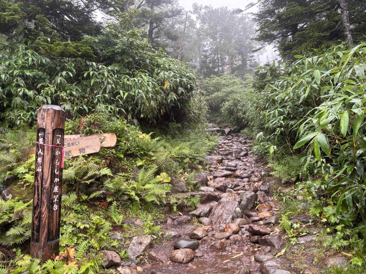 足元に気を付けながら、早足で黙々と🚶‍♂️³₃³₃
