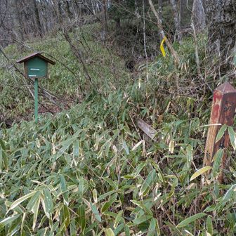 駒ヶ原登山口は、めっちゃ生い茂ってます。