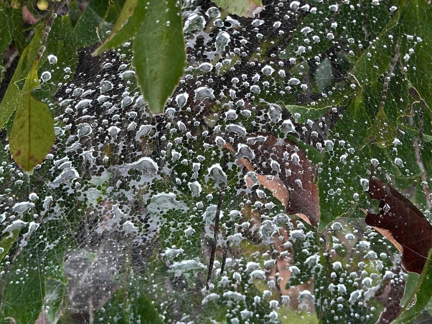 蜘蛛の巣の水滴