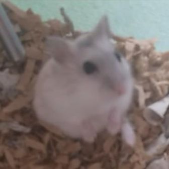 たけお