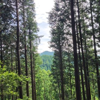 山頂から、微妙～に木々の間に向かいの山が見える
