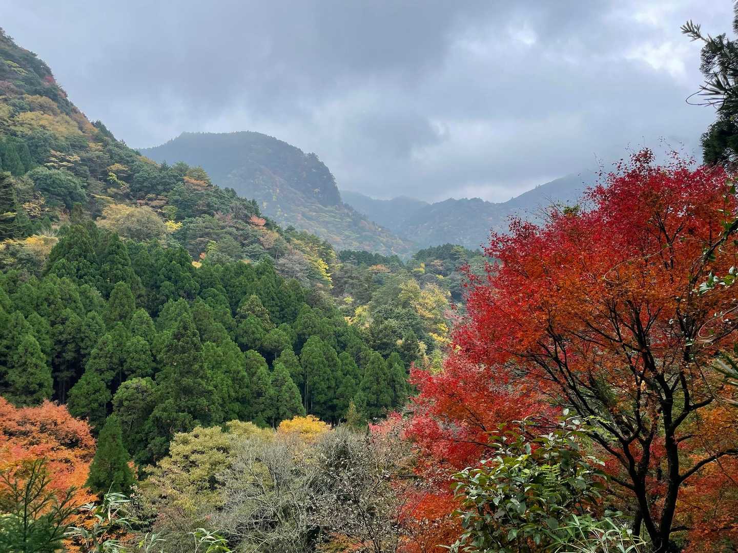 別所登山口-奉幣殿 往復コースの写真