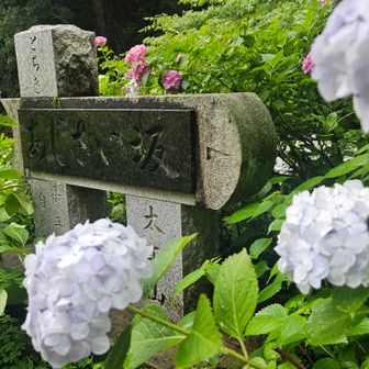 その名もあじさい坂