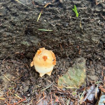 かわいいキノコみっけ🍄‍🟫