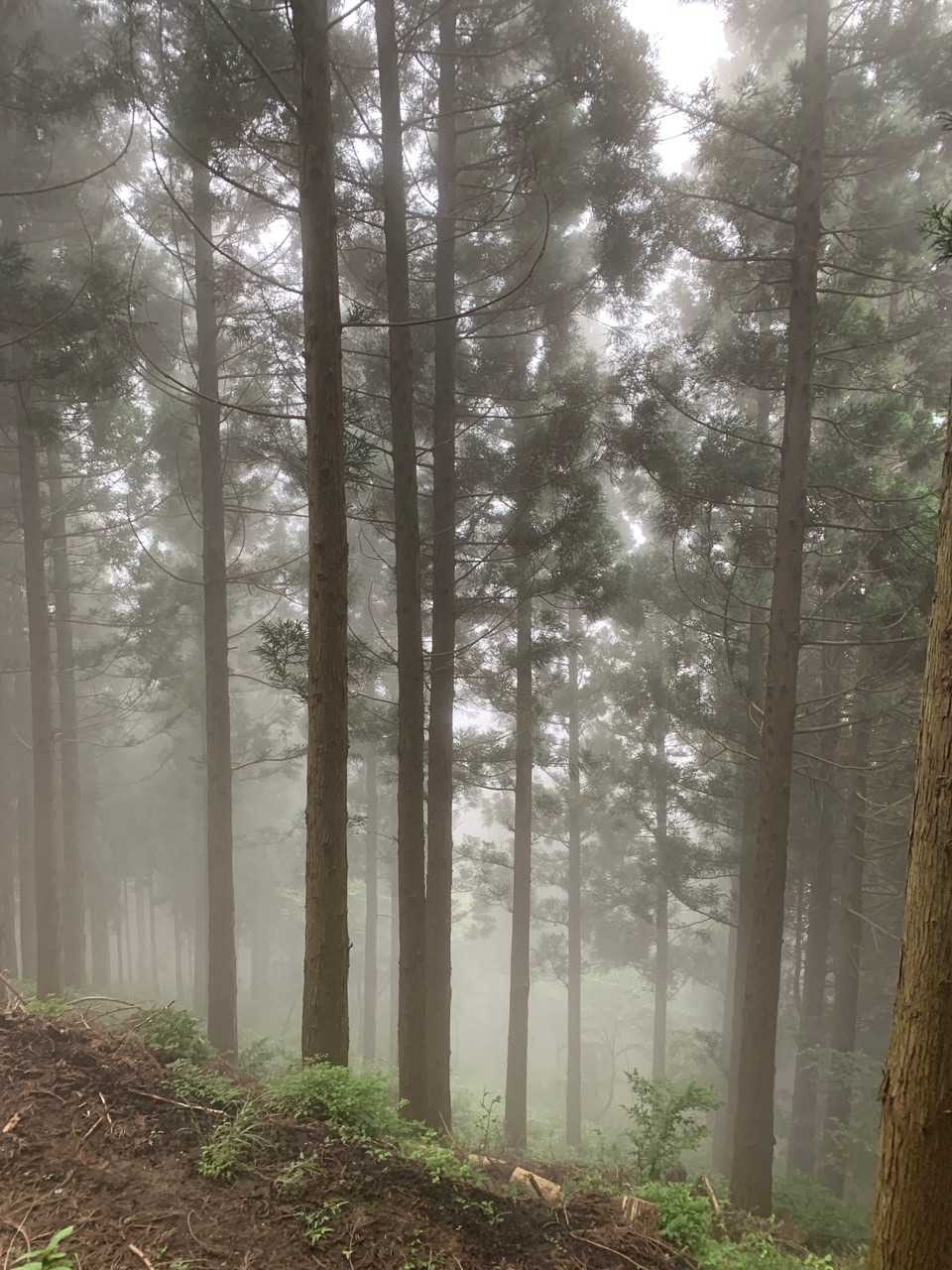 花牟礼山 往復コースの写真