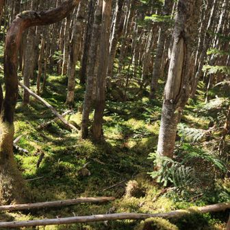 苔も多い