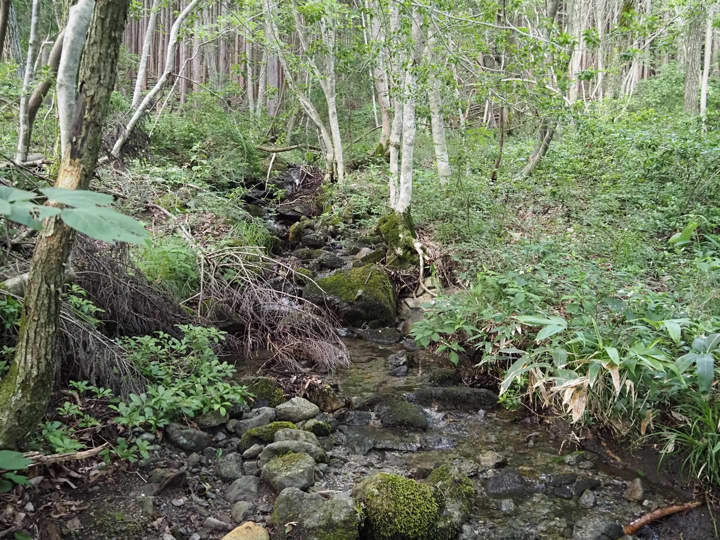 暫くは沢の傍に登山道が続くので、早めにタオルを濡らして暑さに備えました。😉👌
沢から離れると急登が始まりました。