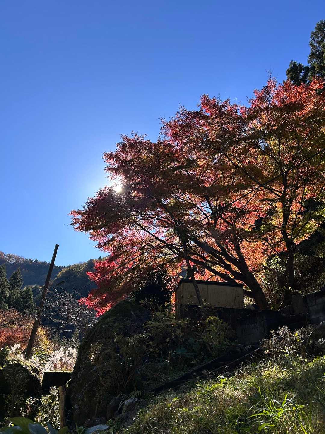 正丸駅発着｜五輪山・伊豆ヶ岳・大蔵山周回コースの写真