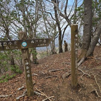 畦ヶ丸の山頂です