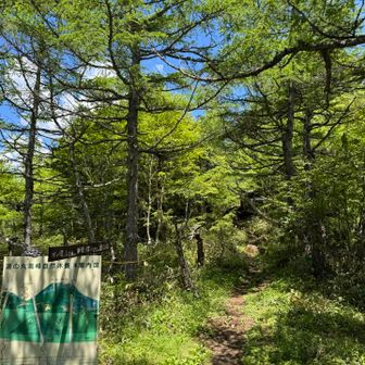 高峰温泉からの水ノ塔山への登山道