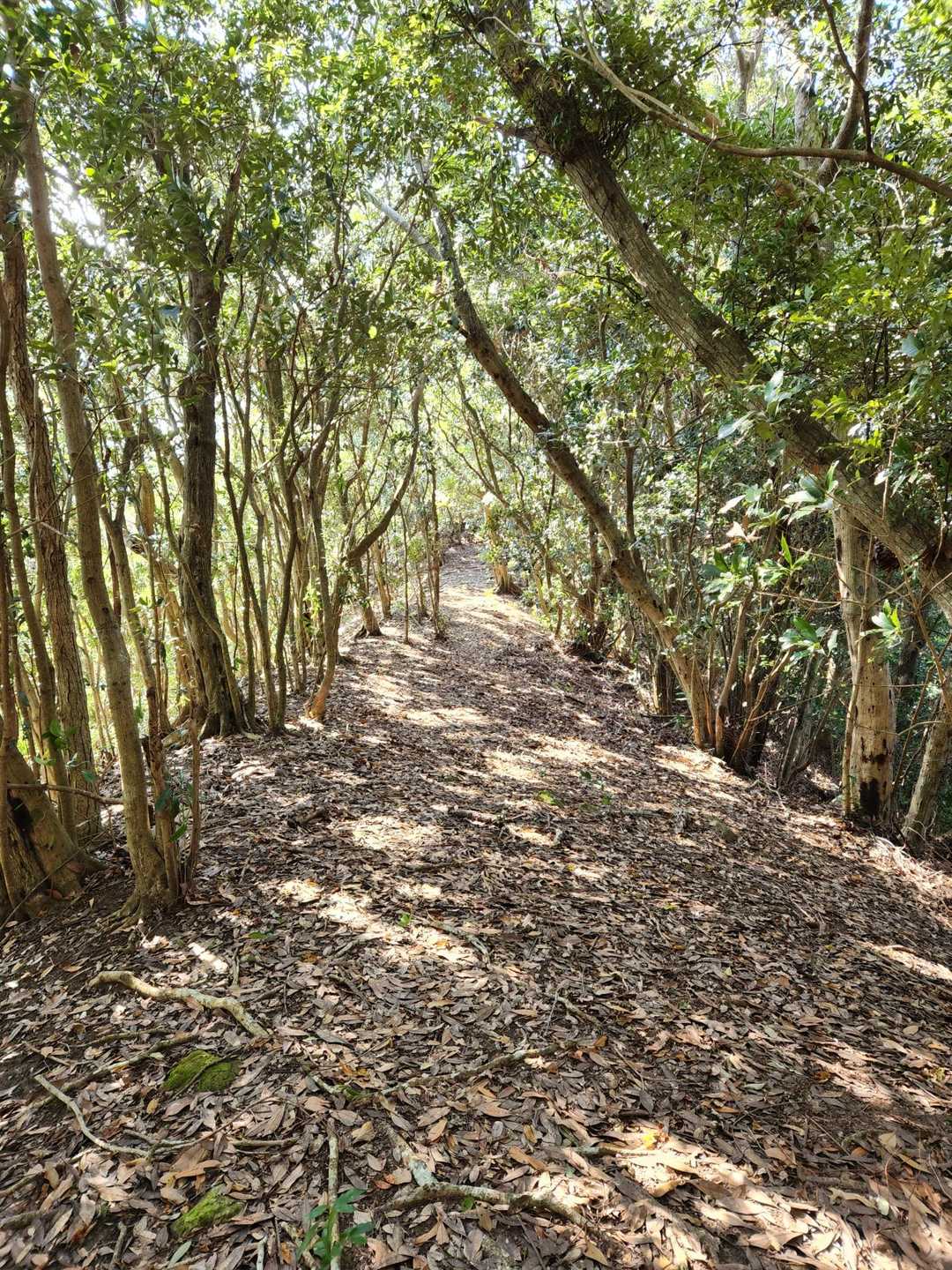 御在所岳登山口-御在所岳 往復コースの写真