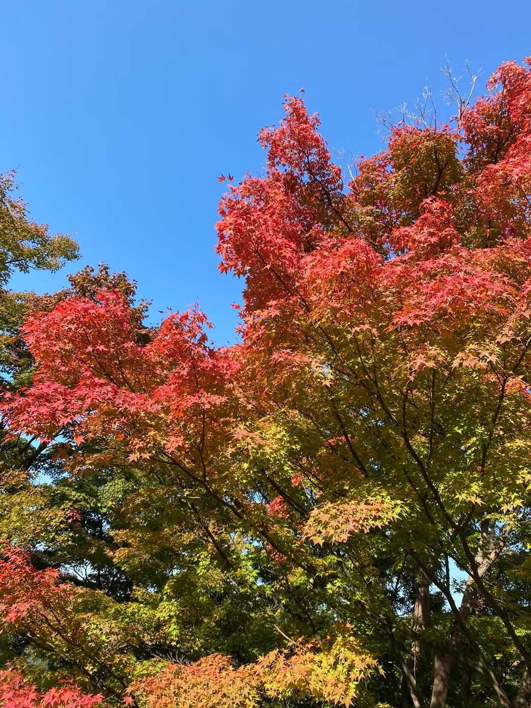 高取城登山道入口-高取城跡入口-高取山 往復コースの写真