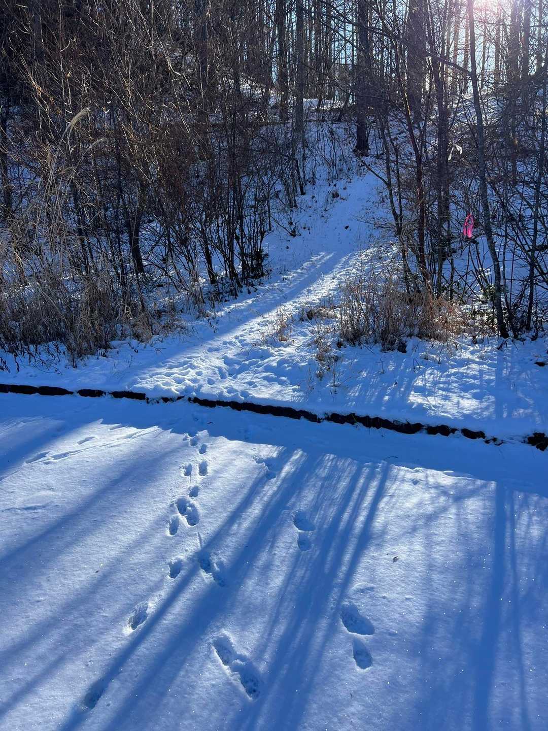 動物さんたちも、登山口を使っている事が判明😍
分かりにくいですがここから入ります！