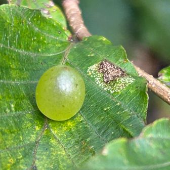 卵？
後から調べたら、たぶん虫こぶ
いろんなのがいるなぁー