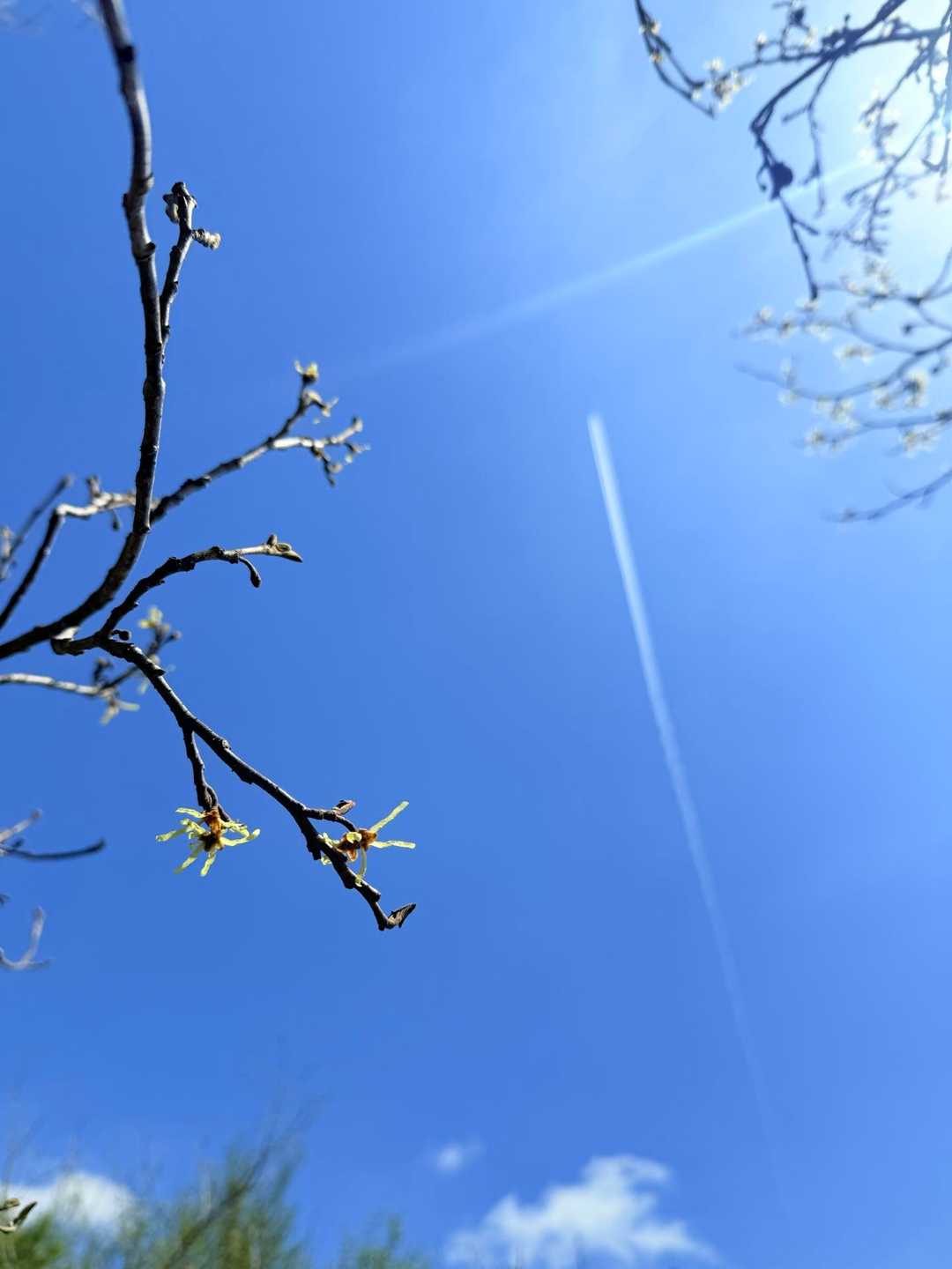 マンサクとロードと青空、飛行機雲✈️
こんな日に登れる幸せ😀