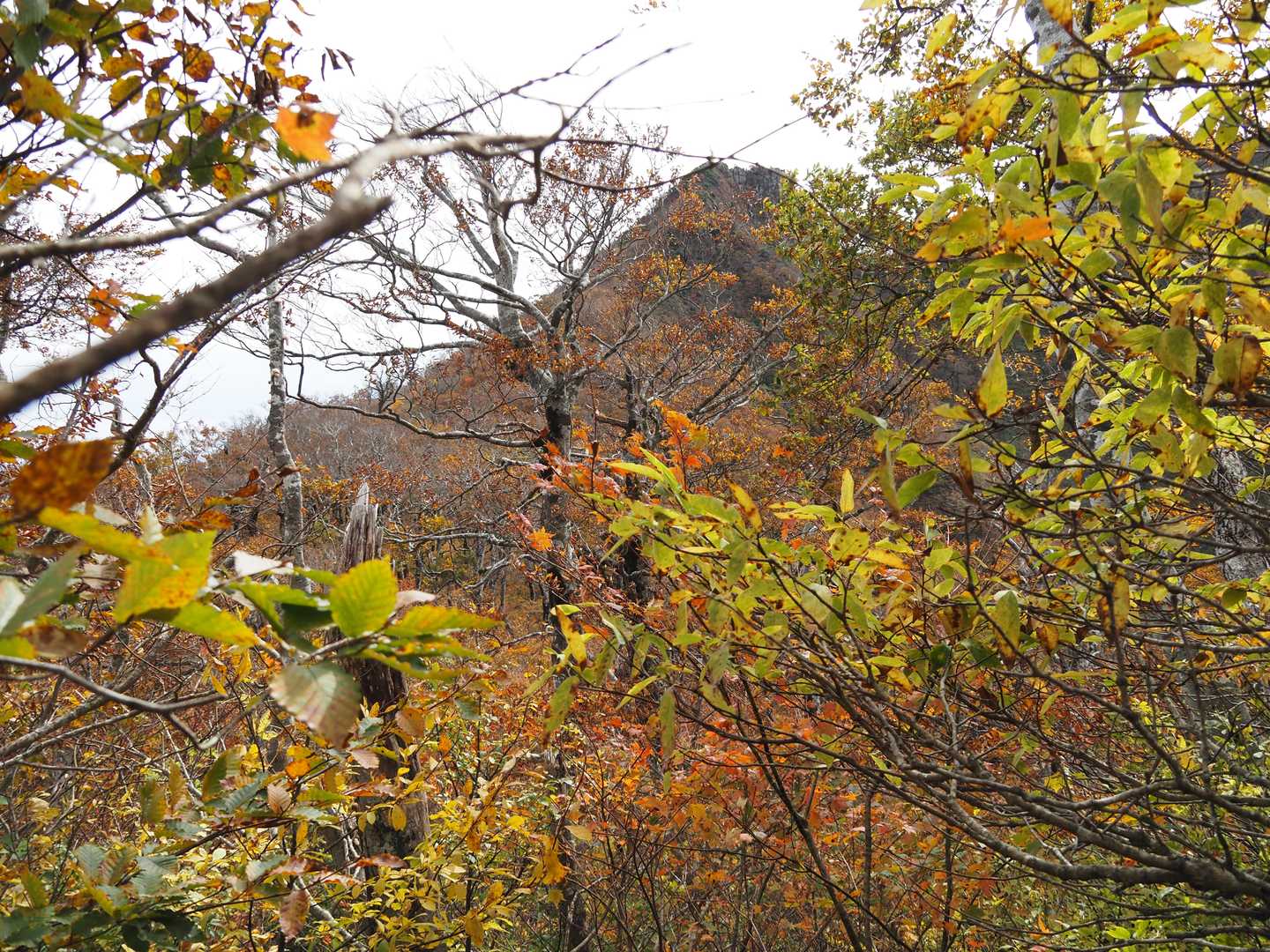 紅葉のトンネルを歩いて行きます。😃💕