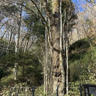 石割神社御神木
割れ巨岩はこの右です