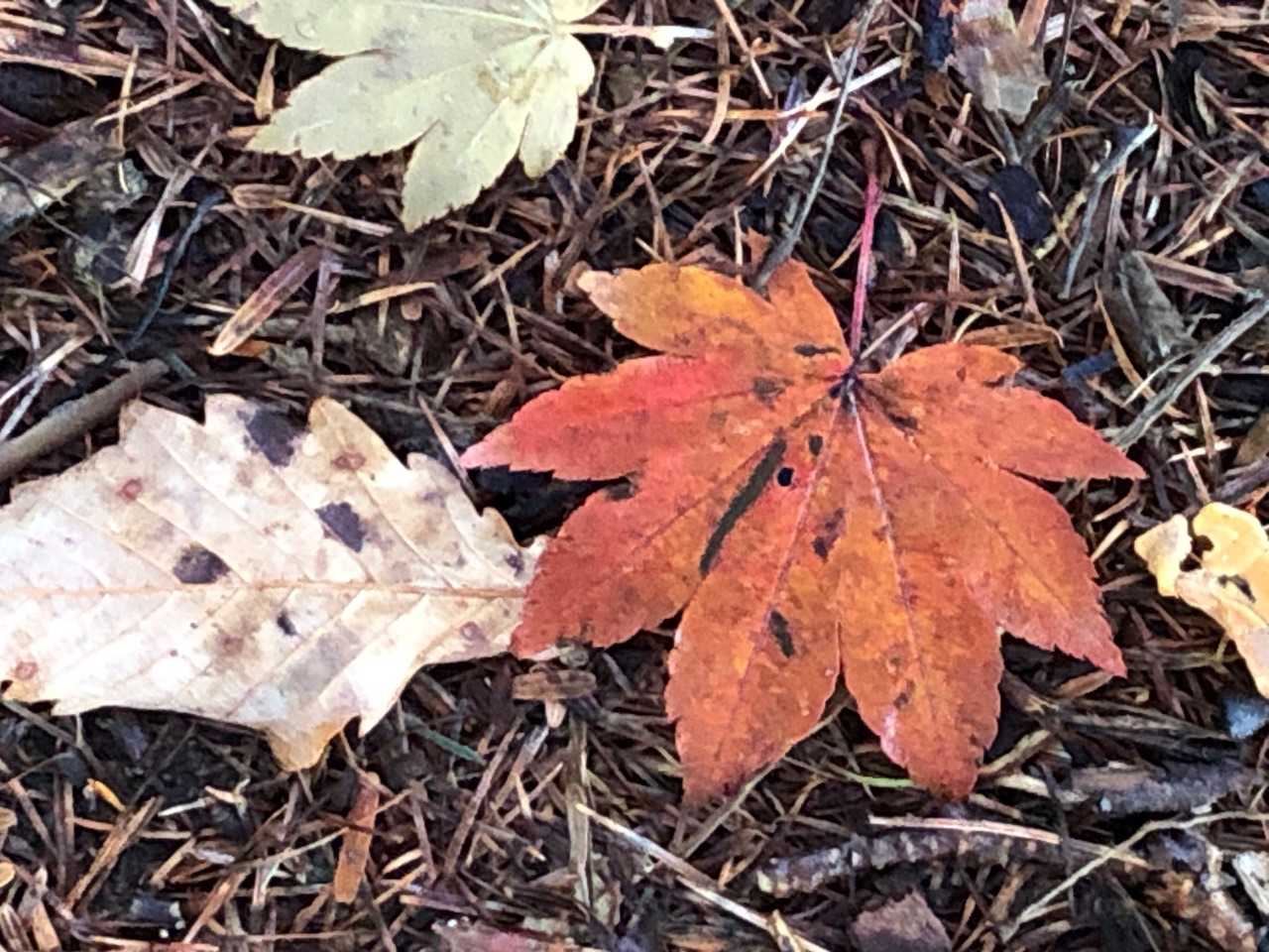 赤い落ち葉🍂
黄色にオレンジ🧡の落ち葉🍂も🤗
今の季節ならではですね(o^^o)