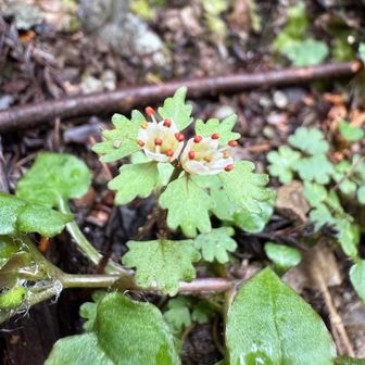 ハナネコノメソウ